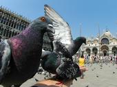 Pigeon profile picture