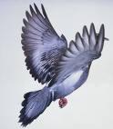 Le Pigeon profile picture