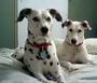 Dalmatian Rescue of Southwest Virginia profile picture