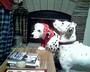 Dalmatian Rescue of Southwest Virginia profile picture