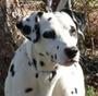 Dalmatian Rescue of Southwest Virginia profile picture