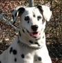 Dalmatian Rescue of Southwest Virginia profile picture