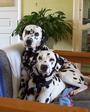 Dalmatian Rescue of Southwest Virginia profile picture