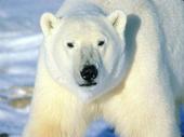 Protect the planet and animals profile picture