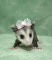 Awesome 'Possum profile picture