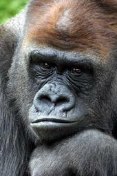 Silverback profile picture