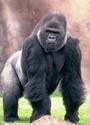 Silverback profile picture