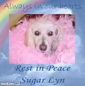 Younggle-RIP Sugar Lyn profile picture