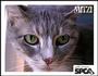 John Ancrum SPCA profile picture