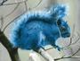 Blue Squirrel profile picture