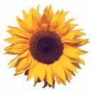 DJ Sunflower profile picture