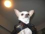 Chuey The Chihuahua profile picture