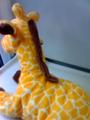 steffi giraffe profile picture