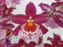 *ORCHID* profile picture