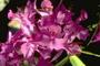 *ORCHID* profile picture