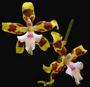 *ORCHID* profile picture