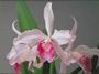 *ORCHID* profile picture