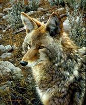 *Coyote Dreamer* profile picture