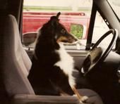 drivingdoggie