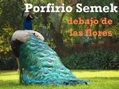 Porfirio Semek profile picture