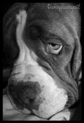 BULLDOG MULISHA profile picture