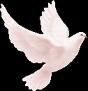 Peace profile picture