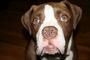 BULLDOG MULISHA profile picture