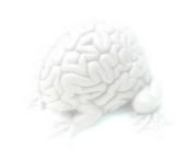 THE JUMPING BRAIN profile picture