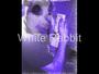 White Rabbit profile picture