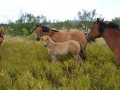 Coates Quarter Horses profile picture