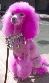 pinkpoodlelady