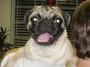 Southern Nevada Pug Rescue profile picture