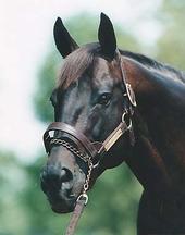 Thoroughbred Lovers profile picture