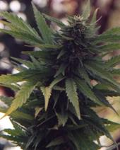 cannabaceaecannabis
