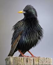 Starling profile picture