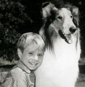 lassie_collie