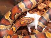 WoObEn (cottonmouth emperor) profile picture