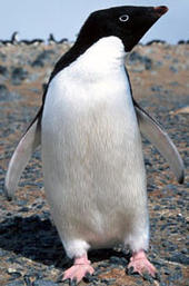 johnnie_penguin