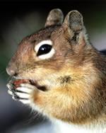 Squirrelly profile picture