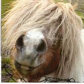 A Pony Named Olga profile picture