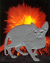 metallicat555