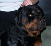 rottiesmom