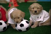 puppycup