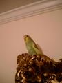 Lord Budgerigar profile picture