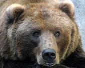 Bears in Brasov profile picture