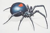 thelovespiders profile picture