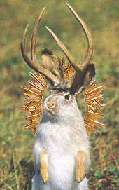 Almighty Jackalope profile picture