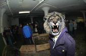 TIGER ISLANDS profile picture