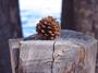 Fort Fisher Hermit profile picture