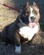 Davis Kennels Texas profile picture